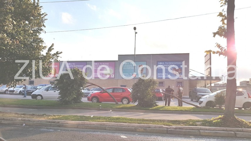 doi copaci din fata unui supermarket din constanta s au inclinat in fata capriciilor vremii galerie foto doi copaci din fata unui supermarket din constanta s au inclinat in fata capriciilor vremii galerie foto