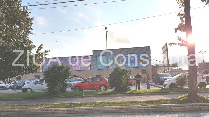 doi copaci din fata unui supermarket din constanta s au inclinat in fata capriciilor vremii galerie foto doi copaci din fata unui supermarket din constanta s au inclinat in fata capriciilor vremii galerie foto