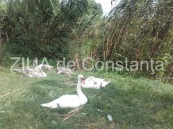 Violetta Petre Dor mi-a fost de mine