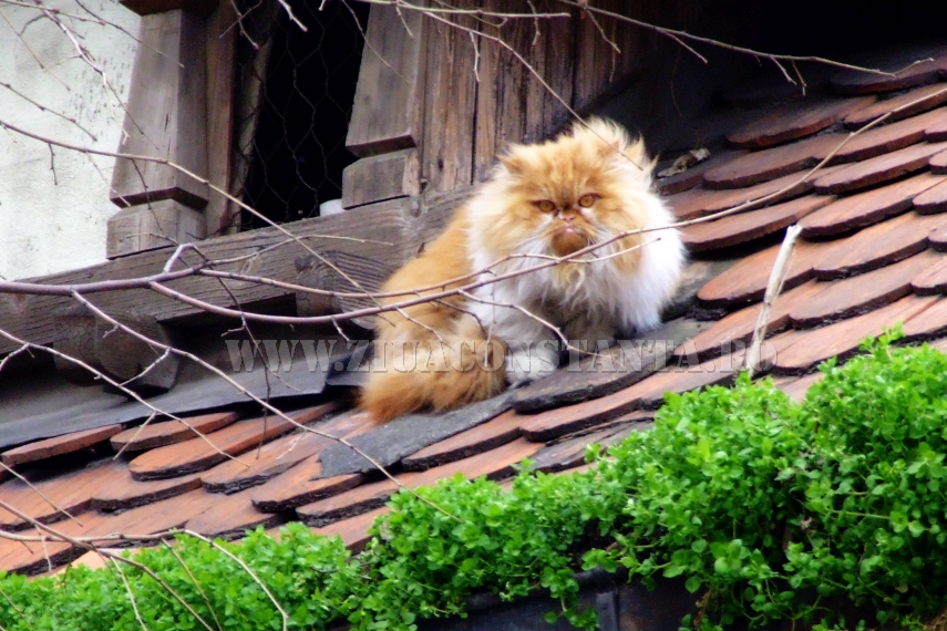 ziua internationala a pisicii animalul de companie perfect imagini inedite cu pisici surprinse in diverse ziua internationala a pisicii animalul de companie perfect imagini inedite cu pisici surprinse in diverse