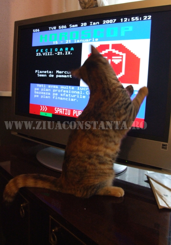 ziua internationala a pisicii animalul de companie perfect imagini inedite cu pisici surprinse in diverse ziua internationala a pisicii animalul de companie perfect imagini inedite cu pisici surprinse in diverse