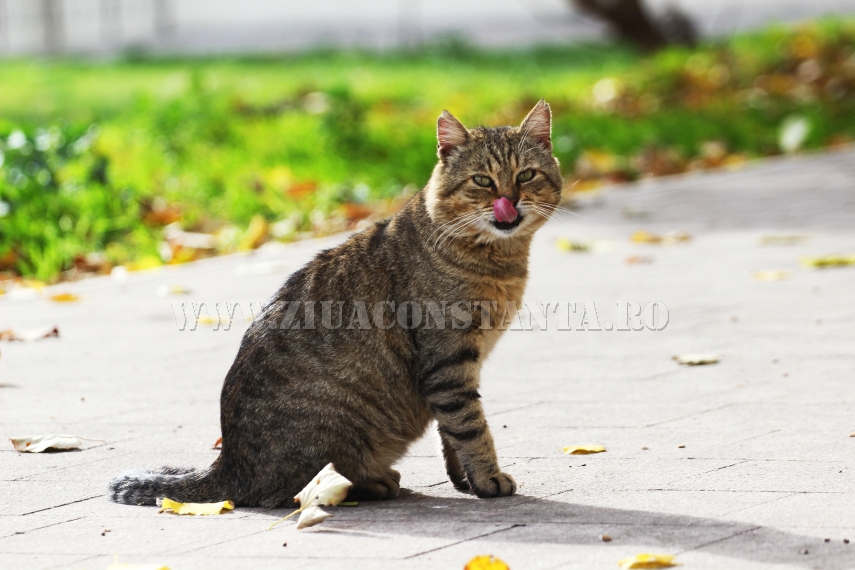 ziua internationala a pisicii animalul de companie perfect imagini inedite cu pisici surprinse in diverse ziua internationala a pisicii animalul de companie perfect imagini inedite cu pisici surprinse in diverse