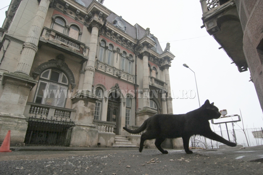 ziua internationala a pisicii animalul de companie perfect imagini inedite cu pisici surprinse in diverse ziua internationala a pisicii animalul de companie perfect imagini inedite cu pisici surprinse in diverse