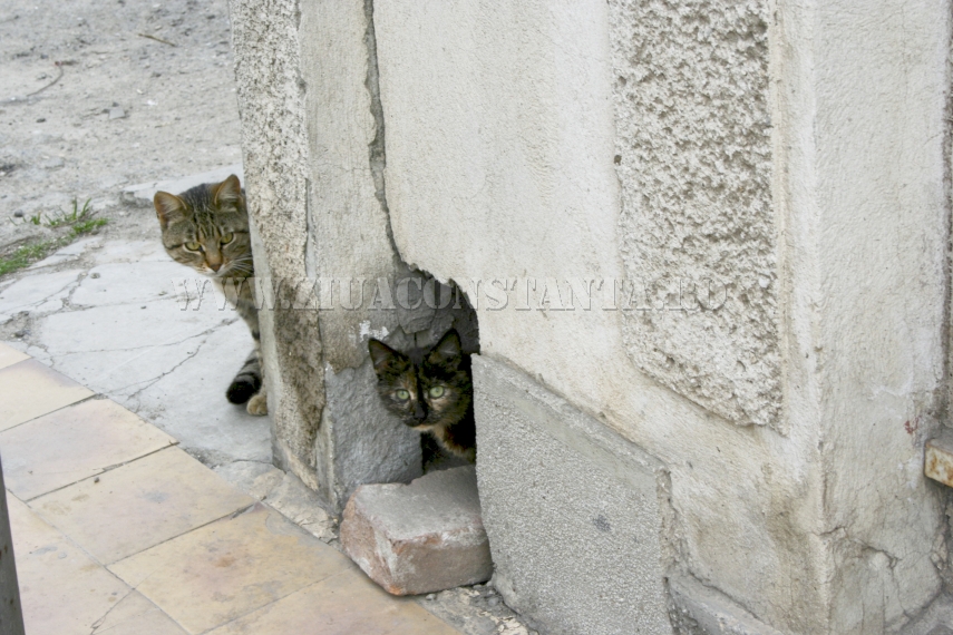 ziua internationala a pisicii animalul de companie perfect imagini inedite cu pisici surprinse in diverse ziua internationala a pisicii animalul de companie perfect imagini inedite cu pisici surprinse in diverse