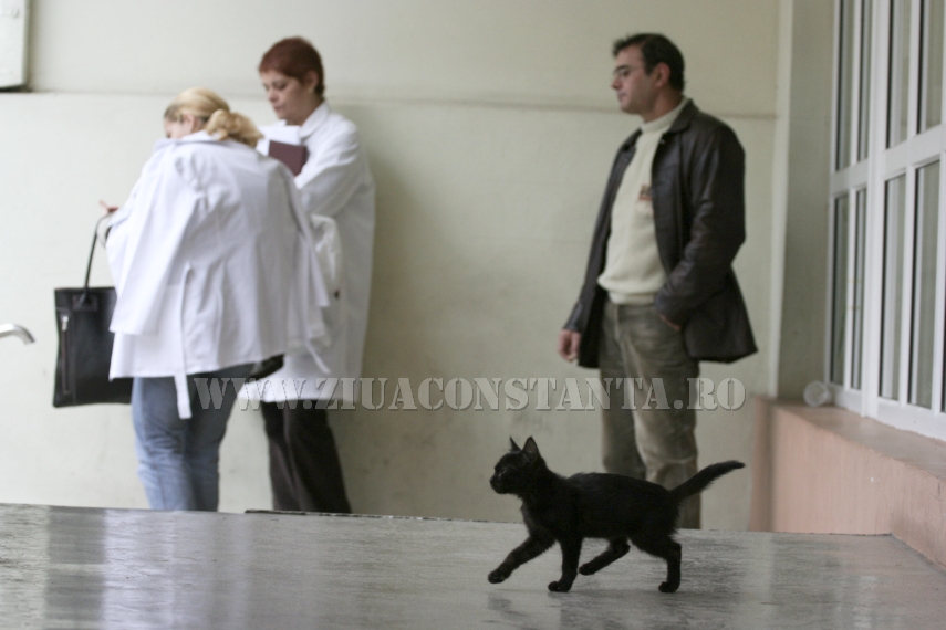 ziua internationala a pisicii animalul de companie perfect imagini inedite cu pisici surprinse in diverse ziua internationala a pisicii animalul de companie perfect imagini inedite cu pisici surprinse in diverse