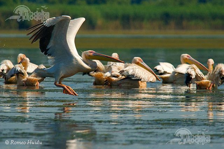calatori straini prin dobrogea cxxxiii carol gu bhart elvetia galerie foto 636390 calatori straini prin dobrogea cxxxiii carol gu bhart elvetia galerie foto 636390