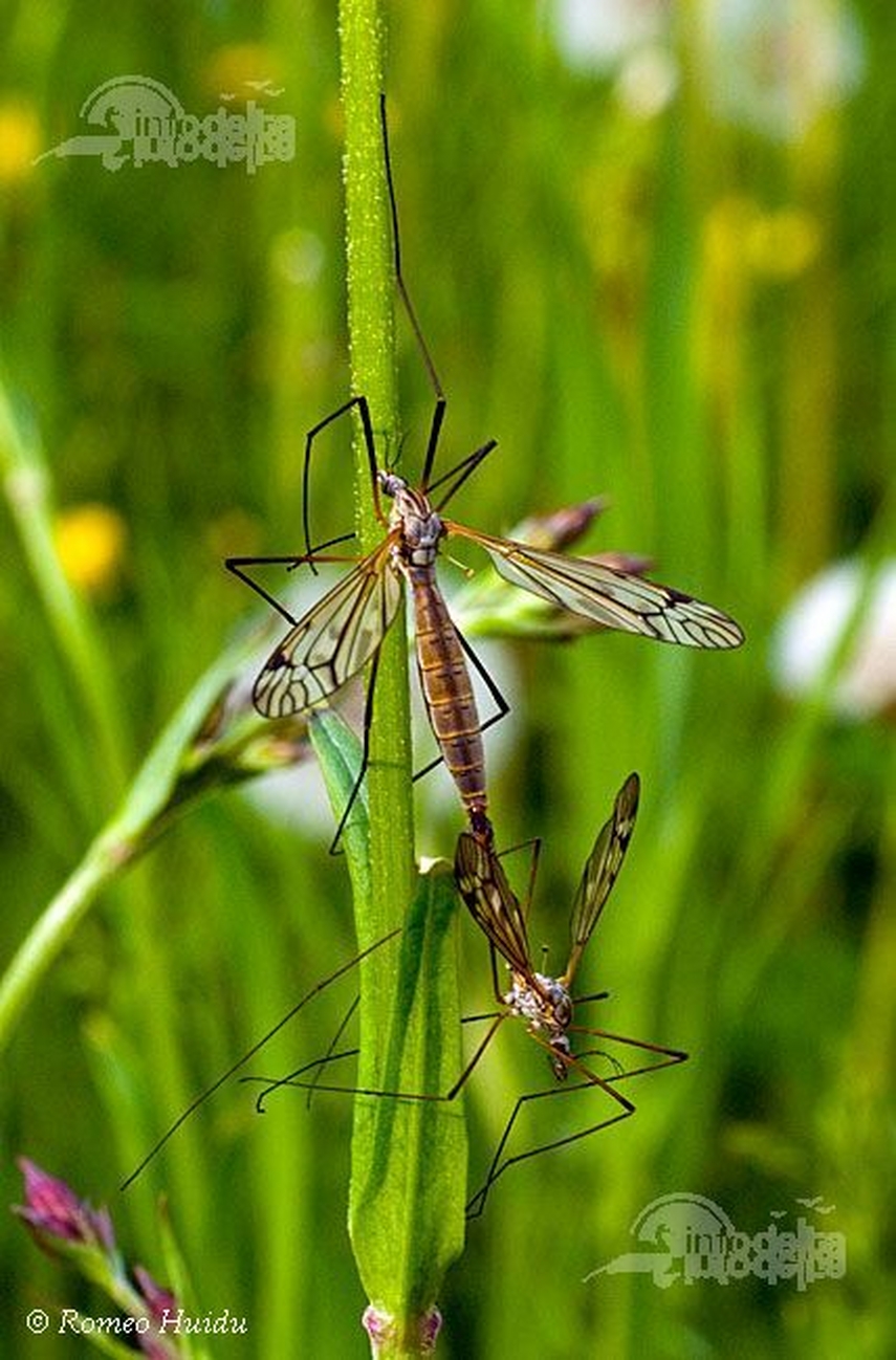 calatori straini prin dobrogea cxxxiii carol gu bhart elvetia galerie foto 636390 calatori straini prin dobrogea cxxxiii carol gu bhart elvetia galerie foto 636390