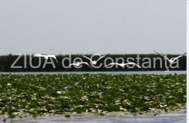 În liniștea Deltei la Chilia Veche. Maiestuosul zbor al pelicanilor (fotoreportaj)