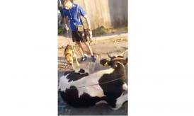 O vacă a fost bătută fără milă pe o stradă din Tulcea. Imagini șocante surprinse de un martor (video) 