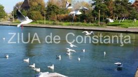 Violetta Petre Septembrie