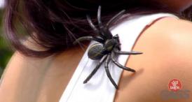 Funny video Paianjen pe umăr