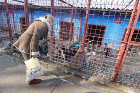 Vor să reautorizeze clădirea de pe Vârful cu Dor Municipalitatea achiziţionează lucrări de reparaţii la adăpostul pentru câini fără stăpân