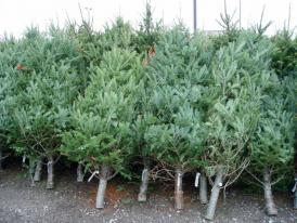 Majoritatea românilor preferă să petreacă sărbătorile de sfârșit de an în familie. Care sunt românii cei mai ataşaţi de sărbătorile iarnă