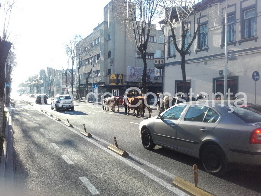 fotoreportaj aparitie neobisnuita azi dimineata pe bulevadul tomis o cireada se indreapta spre arhiepiscopie fotoreportaj aparitie neobisnuita azi dimineata pe bulevadul tomis o cireada se indreapta spre arhiepiscopie