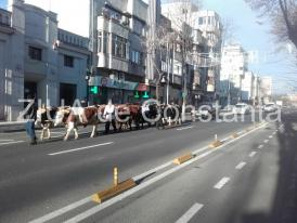 Fotoreportaj Apariţie neobişnuită azi dimineaţă, pe bulevadul Tomis. O cireadă se îndreaptă spre Arhiepiscopie