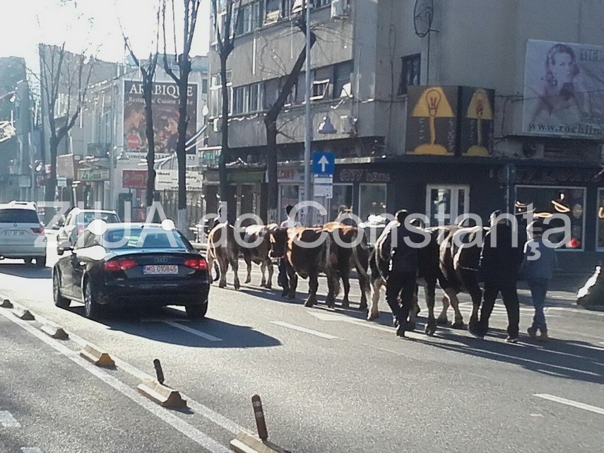 fotoreportaj aparitie neobisnuita azi dimineata pe bulevadul tomis o cireada se indreapta spre arhiepiscopie fotoreportaj aparitie neobisnuita azi dimineata pe bulevadul tomis o cireada se indreapta spre arhiepiscopie