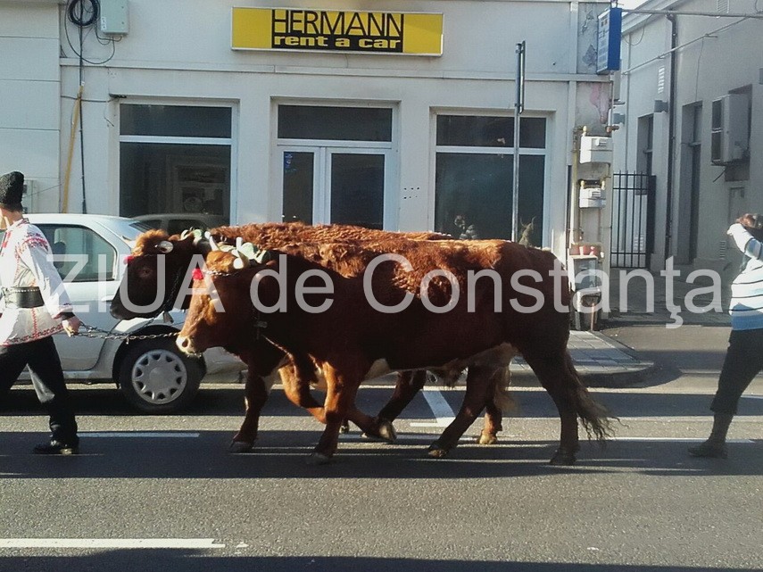 fotoreportaj aparitie neobisnuita azi dimineata pe bulevadul tomis o cireada se indreapta spre arhiepiscopie fotoreportaj aparitie neobisnuita azi dimineata pe bulevadul tomis o cireada se indreapta spre arhiepiscopie