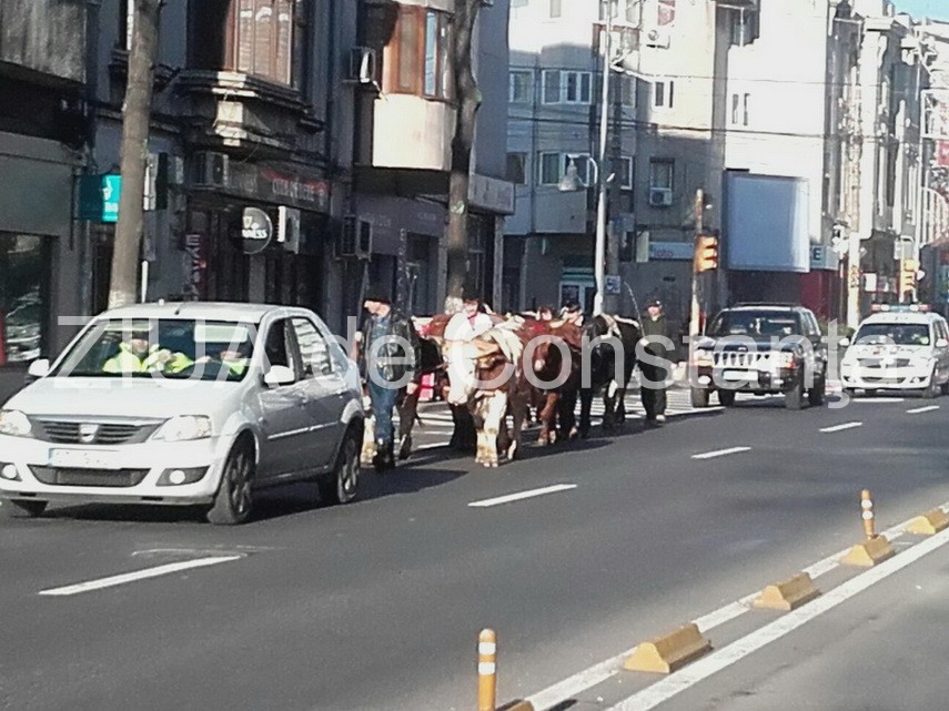 fotoreportaj aparitie neobisnuita azi dimineata pe bulevadul tomis o cireada se indreapta spre arhiepiscopie fotoreportaj aparitie neobisnuita azi dimineata pe bulevadul tomis o cireada se indreapta spre arhiepiscopie