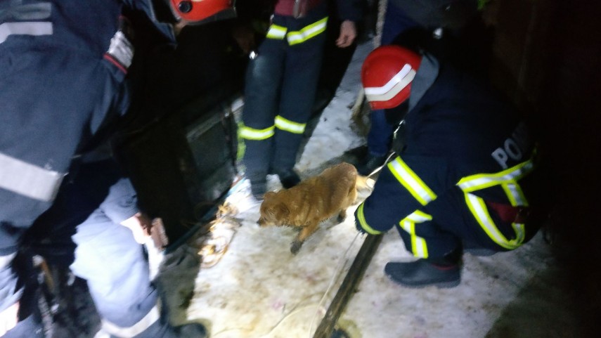 interventie inedita la tulcea pompierii chemati sa salveze un catel cazut intr o fosa septica galerie interventie inedita la tulcea pompierii chemati sa salveze un catel cazut intr o fosa septica galerie