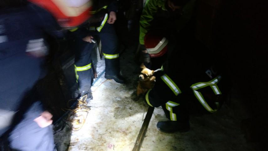 interventie inedita la tulcea pompierii chemati sa salveze un catel cazut intr o fosa septica galerie interventie inedita la tulcea pompierii chemati sa salveze un catel cazut intr o fosa septica galerie