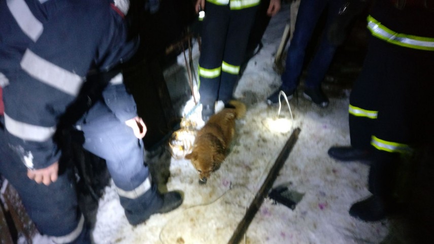 interventie inedita la tulcea pompierii chemati sa salveze un catel cazut intr o fosa septica galerie interventie inedita la tulcea pompierii chemati sa salveze un catel cazut intr o fosa septica galerie