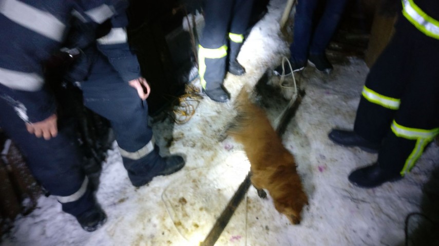 interventie inedita la tulcea pompierii chemati sa salveze un catel cazut intr o fosa septica galerie interventie inedita la tulcea pompierii chemati sa salveze un catel cazut intr o fosa septica galerie