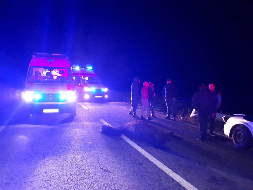 accident rutier pe dn22 tulcea constanta doi cai dezlegati au intrat pe sosea unul dintre animale lovit accident rutier pe dn22 tulcea constanta doi cai dezlegati au intrat pe sosea unul dintre animale lovit