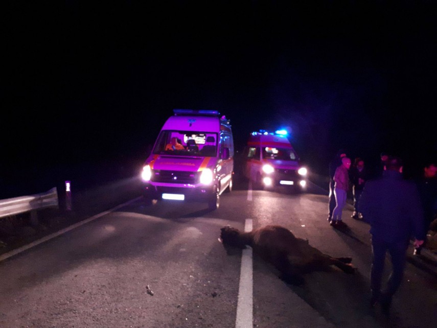 accident rutier pe dn22 tulcea constanta doi cai dezlegati au intrat pe sosea unul dintre animale lovit accident rutier pe dn22 tulcea constanta doi cai dezlegati au intrat pe sosea unul dintre animale lovit