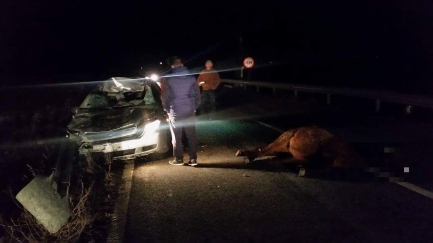 accident rutier pe dn22 tulcea constanta doi cai dezlegati au intrat pe sosea unul dintre animale lovit accident rutier pe dn22 tulcea constanta doi cai dezlegati au intrat pe sosea unul dintre animale lovit