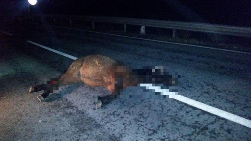 accident rutier pe dn22 tulcea constanta doi cai dezlegati au intrat pe sosea unul dintre animale lovit accident rutier pe dn22 tulcea constanta doi cai dezlegati au intrat pe sosea unul dintre animale lovit