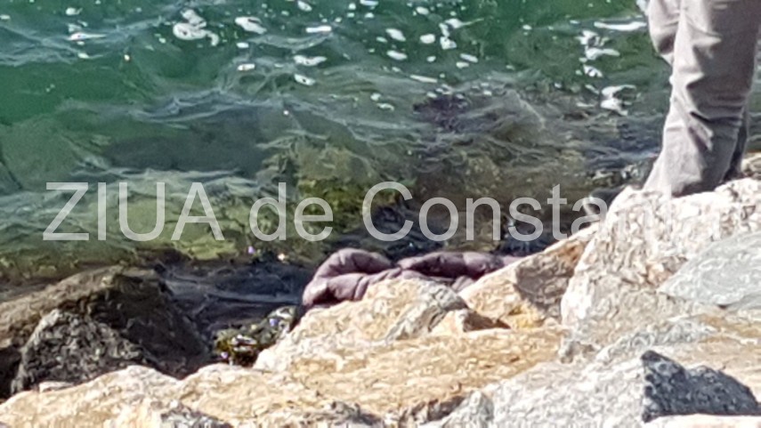 update imagini de la eveniment descoperire macabra in zona pescarie din constanta o persoana a fost gasita update imagini de la eveniment descoperire macabra in zona pescarie din constanta o persoana a fost gasita