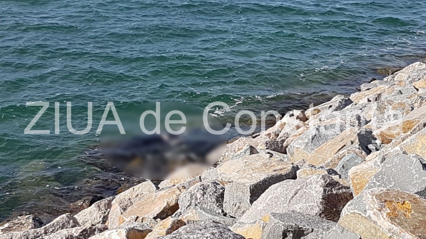 update imagini de la eveniment descoperire macabra in zona pescarie din constanta o persoana a fost gasita update imagini de la eveniment descoperire macabra in zona pescarie din constanta o persoana a fost gasita