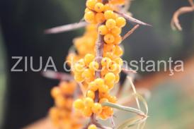 centrulnatura.ro SĂ REDEVENIM NOI ÎNȘINE