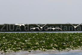 Drumul Scorpiei, Ostrovul Tătaru, Jugul Dracului şi alte toponime din Delta Dunării  