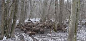 Zeci de mistreți într-o pădure din România. Peisaj cum rar avem ocazia să vedem în realitate