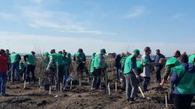 Perdele forestiere plantate pentru protecția Autostrăzii Soarelui. Cine a participat la acțiunea de plantare (galerie foto)
