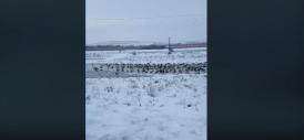 Imaginea zilei Judeţul Constanţa. Stoluri de berze, îngheţate printre nămeţii de zăpadă (video)