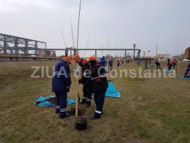 Angajaţii Rompetrol Rafinare au plantat o mie de platani. Ei vor un mediu mai curat (galerie foto)