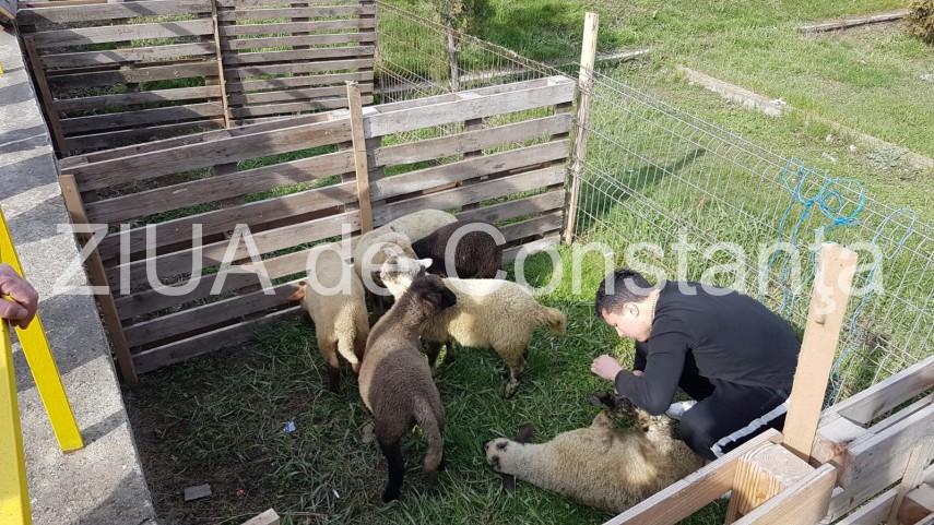 imagini de la eveniment targul floriilor si a deschis portile astazi la ovidiu produse traditionale pentru imagini de la eveniment targul floriilor si a deschis portile astazi la ovidiu produse traditionale pentru