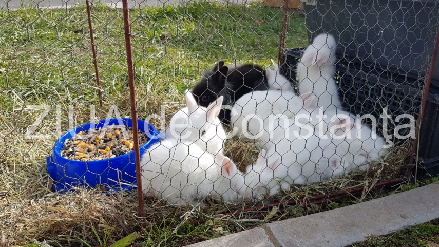 imagini de la eveniment targul floriilor si a deschis portile astazi la ovidiu produse traditionale pentru imagini de la eveniment targul floriilor si a deschis portile astazi la ovidiu produse traditionale pentru