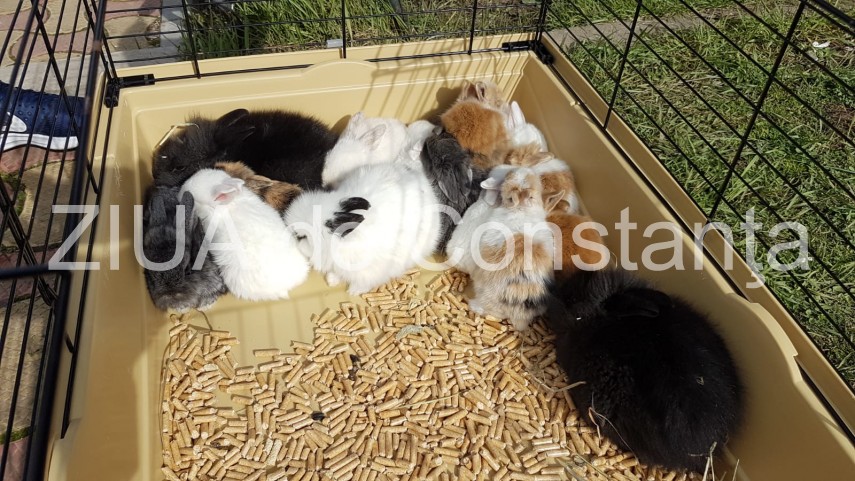 imagini de la eveniment targul floriilor si a deschis portile astazi la ovidiu produse traditionale pentru imagini de la eveniment targul floriilor si a deschis portile astazi la ovidiu produse traditionale pentru