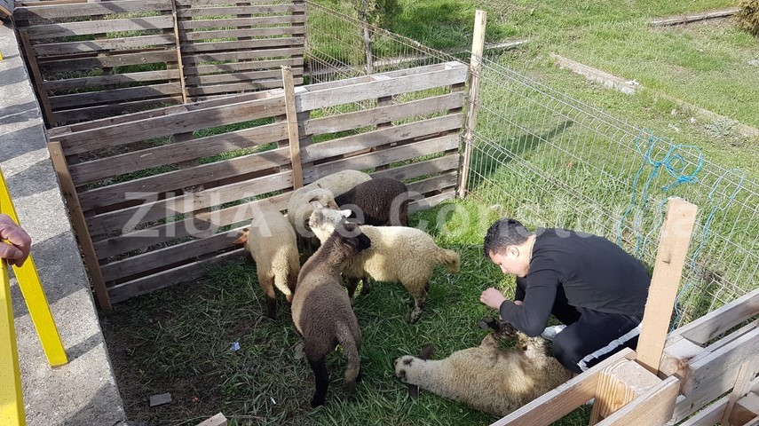produse traditionale pentru masa de paste organizat de primaria ovidiu targul floriilor va deveni o traditie produse traditionale pentru masa de paste organizat de primaria ovidiu targul floriilor va deveni o traditie