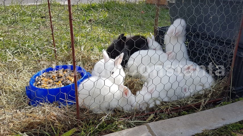 produse traditionale pentru masa de paste organizat de primaria ovidiu targul floriilor va deveni o traditie produse traditionale pentru masa de paste organizat de primaria ovidiu targul floriilor va deveni o traditie