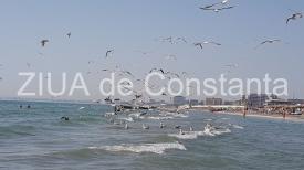 Inedit. La ce variantă vor să apeleze autoritățile dintr-un oraș din Belgia pentru a reduce numărul de pescăruși