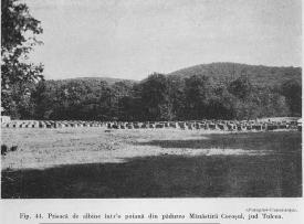 Pădurile Dobrogei în anii 1900 