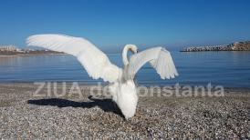 Poezia zilei Dependenţi de mistuire -  Irina Lucia MIHALCA