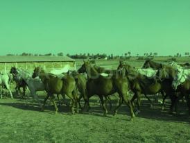 #citeşteDobrogea Lupte cu tauri şi fiare sălbatice pe hipodromul de la Tomis. Lucrări din Biblioteca Virtuală ZIUA de Constanţa 