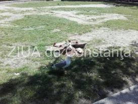 Înduioșător. O femelă de pescăruș clocește pe un loc de joacă dezafectat de Primăria Constanța. Păzită non-stop de mascul. Rar vezi așa ceva (foto+video)