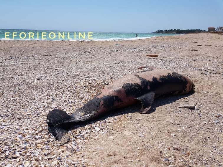 delfin mort pe plaja de la eforie galerie foto 660535 delfin mort pe plaja de la eforie galerie foto 660535