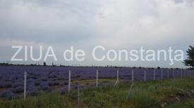 „Aurul mov“, pe Autostrada Soarelui. Zile cu parfum de Provence… (fotoreportaj+video)         
